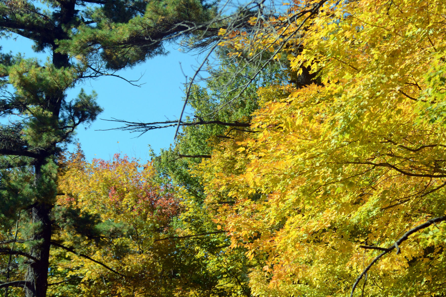 Baraboo area fall color, Oct. 8, 2020